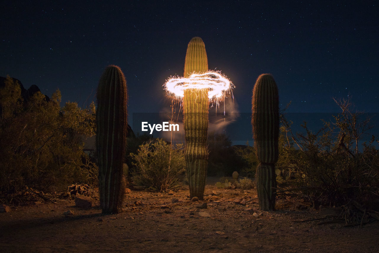 Illuminated circle around cactus