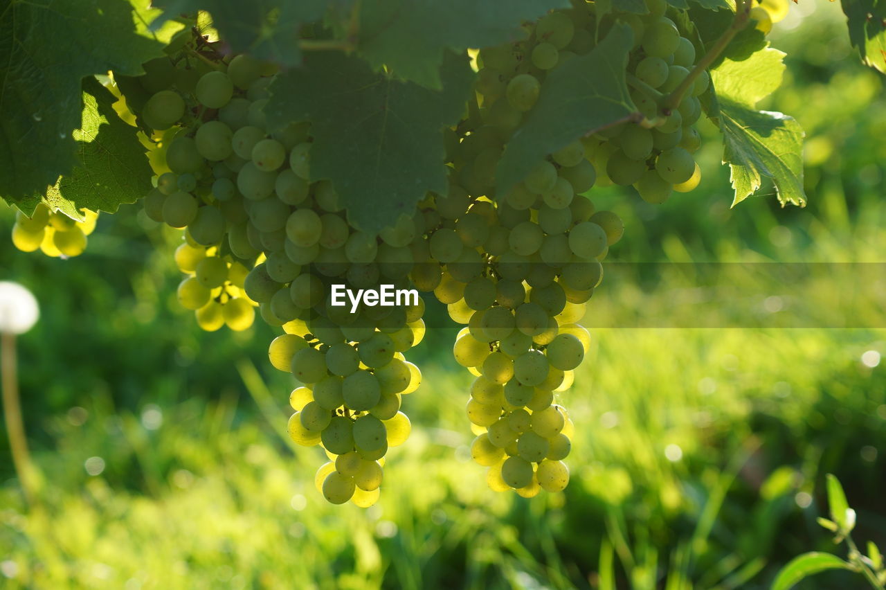 CLOSE-UP OF GRAPES