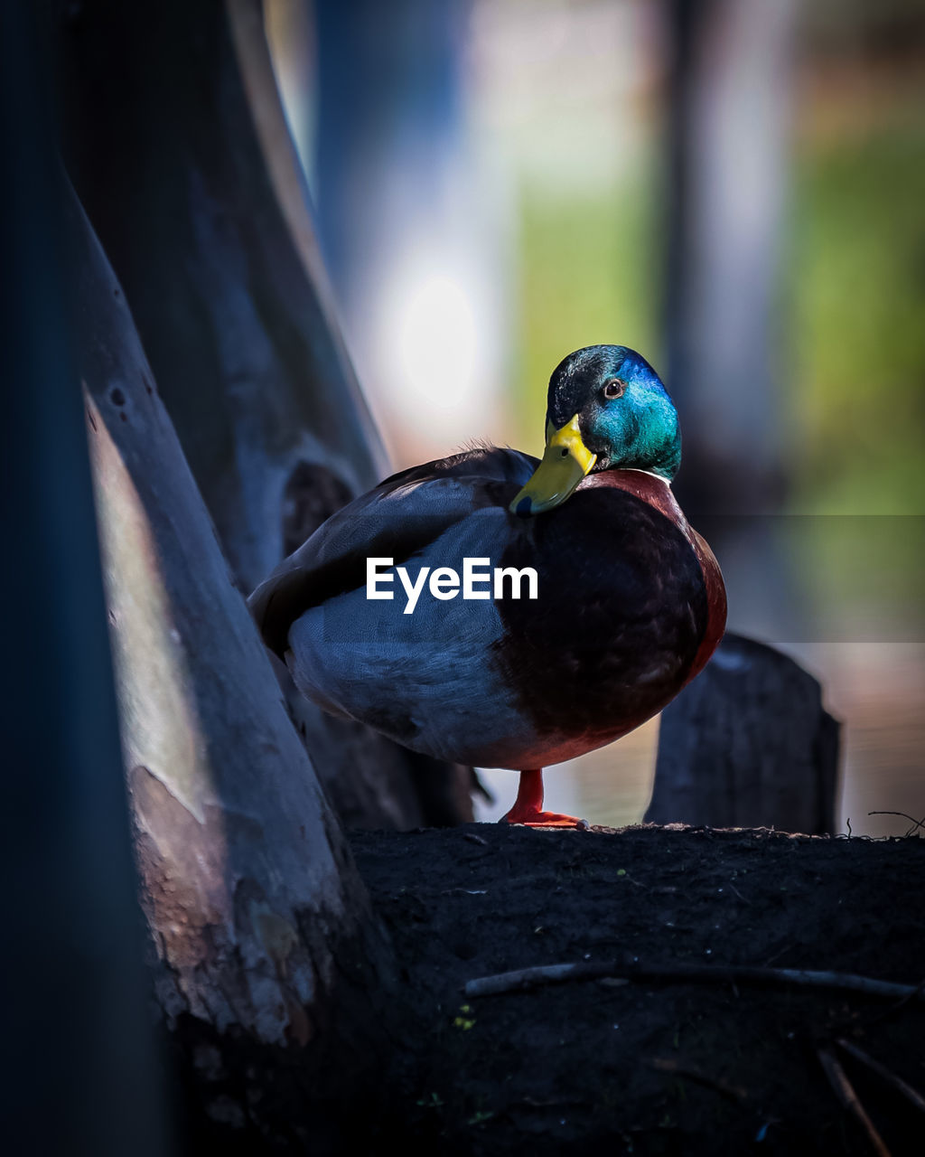 bird, animal themes, animal, blue, animal wildlife, duck, wildlife, one animal, close-up, nature, no people, beak, water bird, outdoors, perching, ducks, geese and swans, day