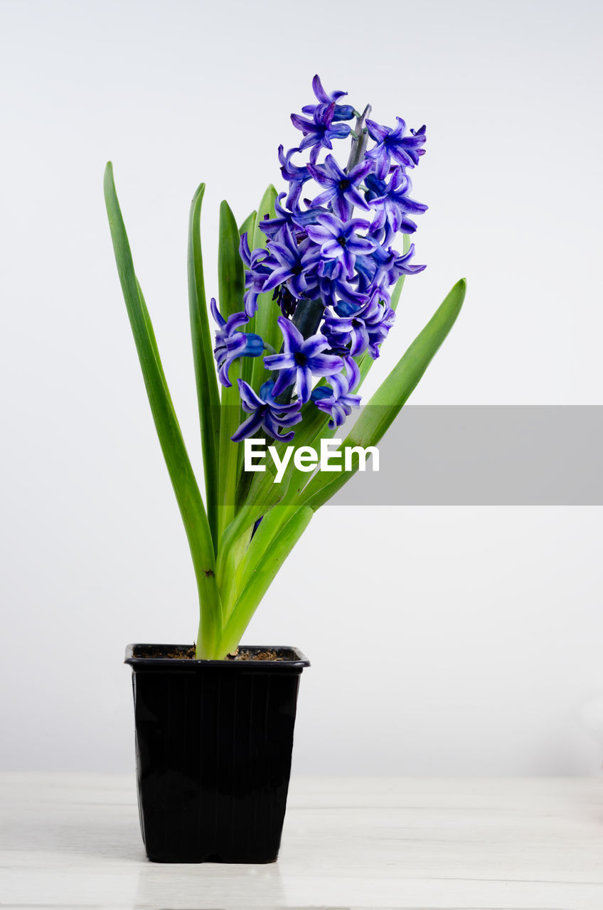 CLOSE-UP OF FLOWER POT ON TABLE