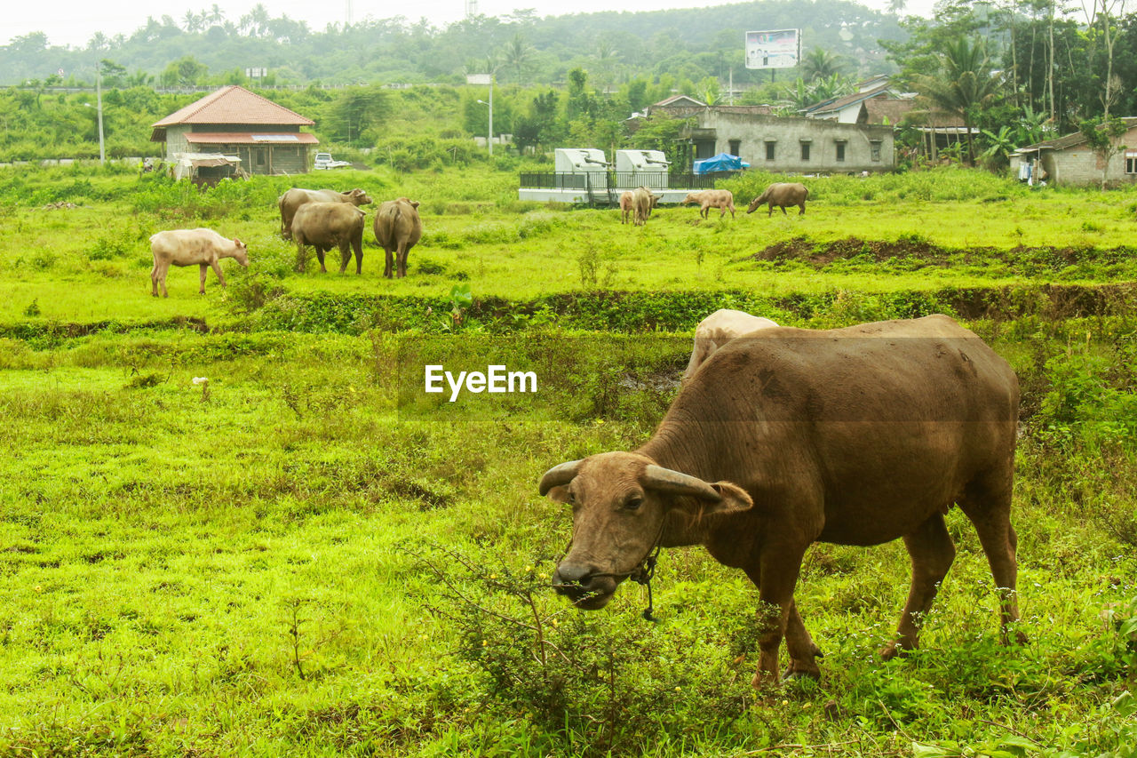 COWS ON THE FIELD