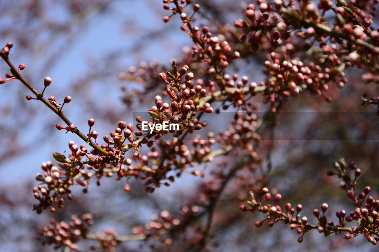 Close-up of japanese cherry blossoms