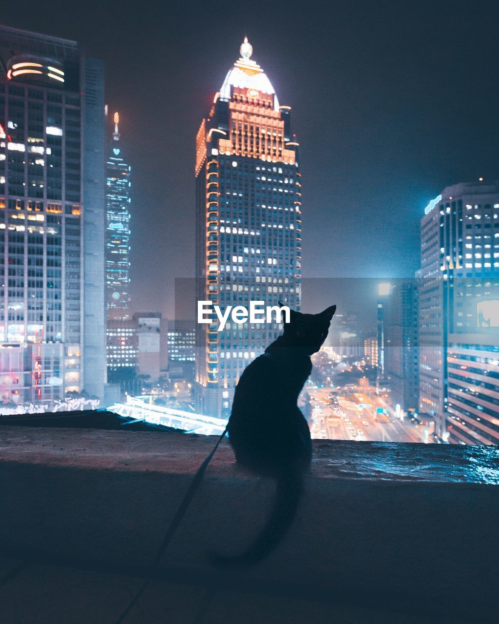 BLACK CAT ON ILLUMINATED CITYSCAPE AGAINST SKY AT NIGHT