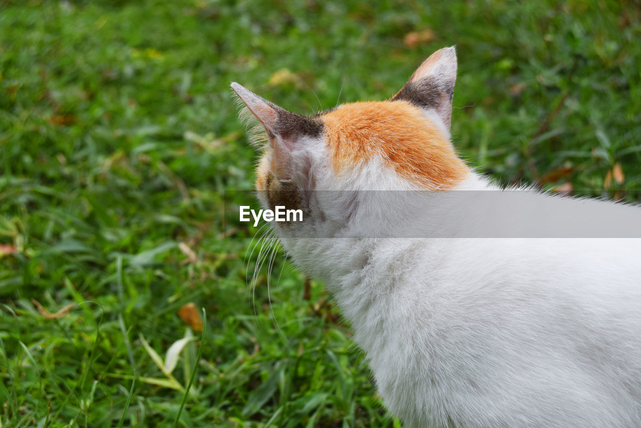 CLOSE-UP OF A CAT LOOKING AWAY ON FIELD