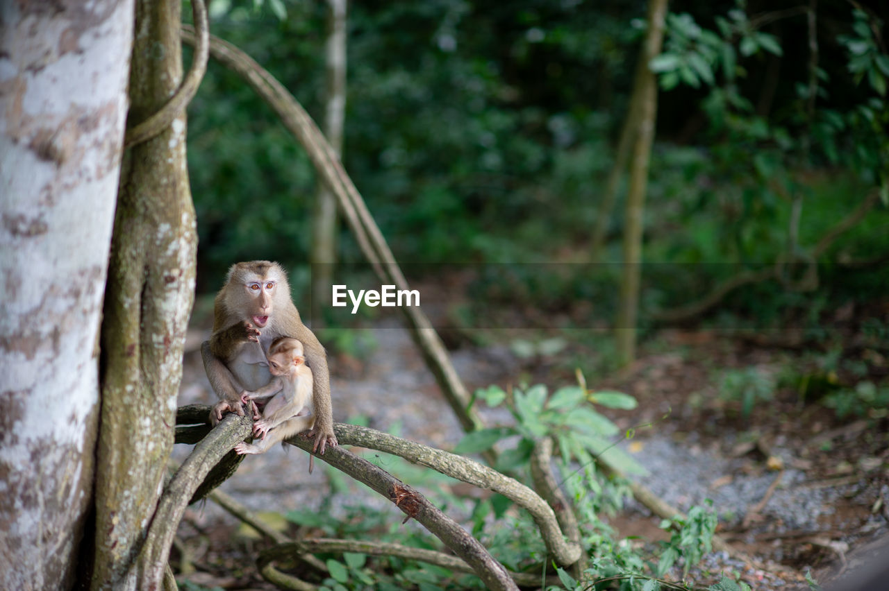 MONKEY SITTING ON TREE TRUNK