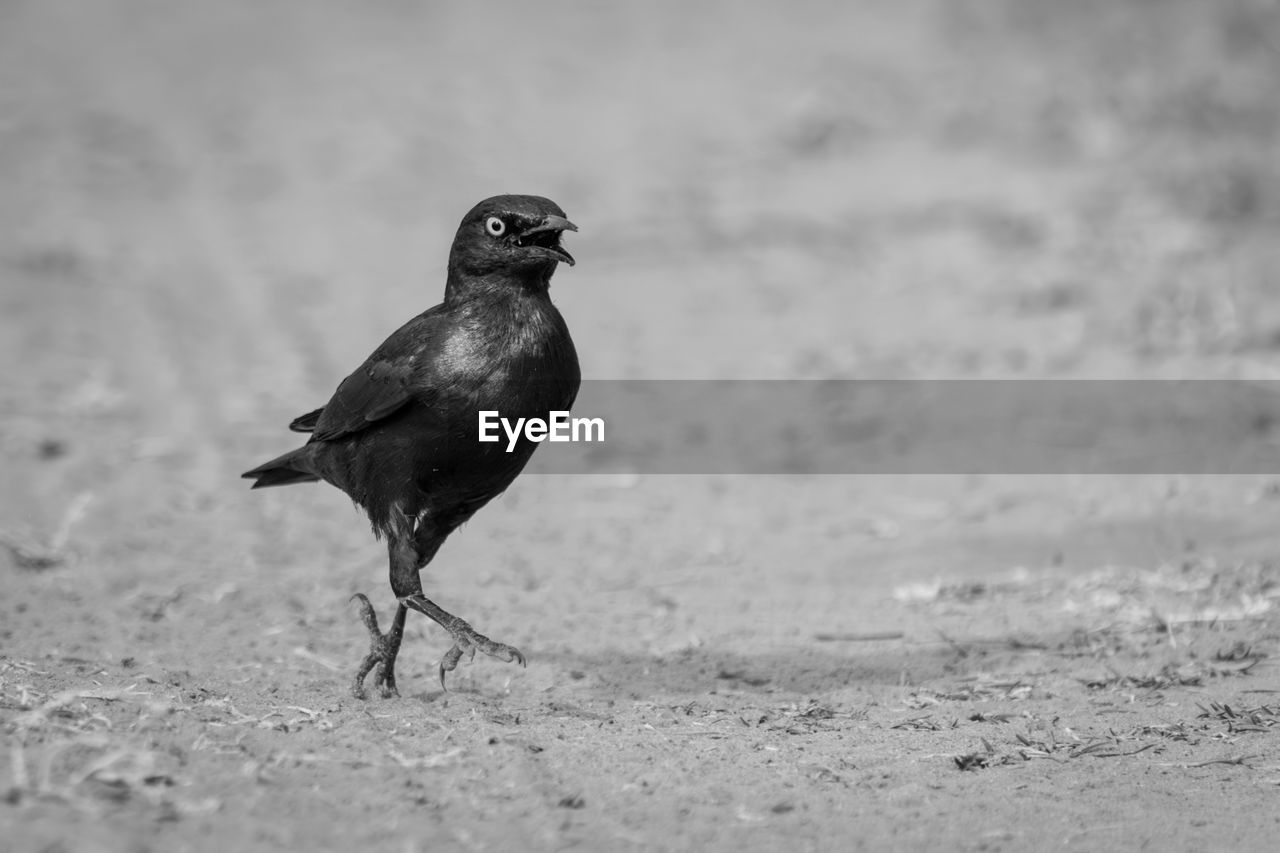 close-up of bird perching on beach