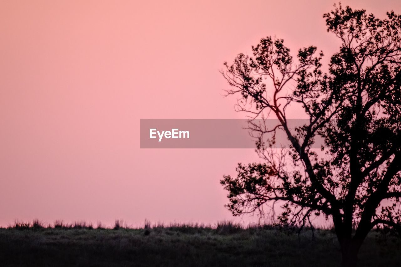 SILHOUETTE TREES ON LANDSCAPE AGAINST SKY