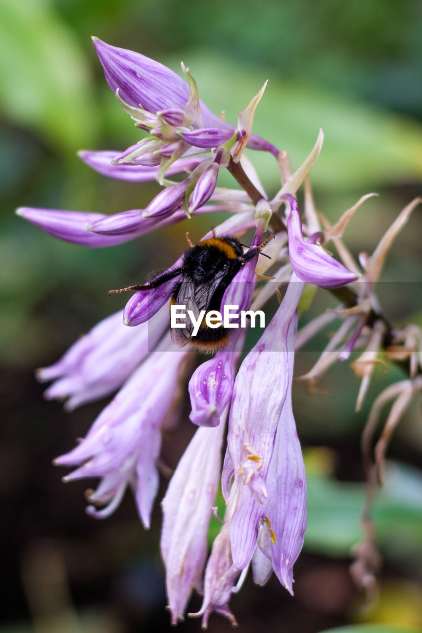 flower, flowering plant, animal themes, animal, plant, animal wildlife, beauty in nature, insect, freshness, purple, close-up, wildlife, nature, one animal, fragility, macro photography, petal, focus on foreground, flower head, no people, wildflower, bee, growth, outdoors, macro, eating, honey bee, animal body part, animal wing, food, blossom, feeding, springtime, pink, selective focus, full length, pollination, environment, day