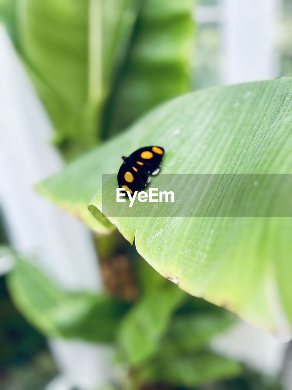 green, insect, animal, animal themes, animal wildlife, ladybug, plant part, leaf, one animal, wildlife, close-up, beetle, plant, nature, macro photography, flower, no people, day, beauty in nature, outdoors, focus on foreground, yellow, selective focus