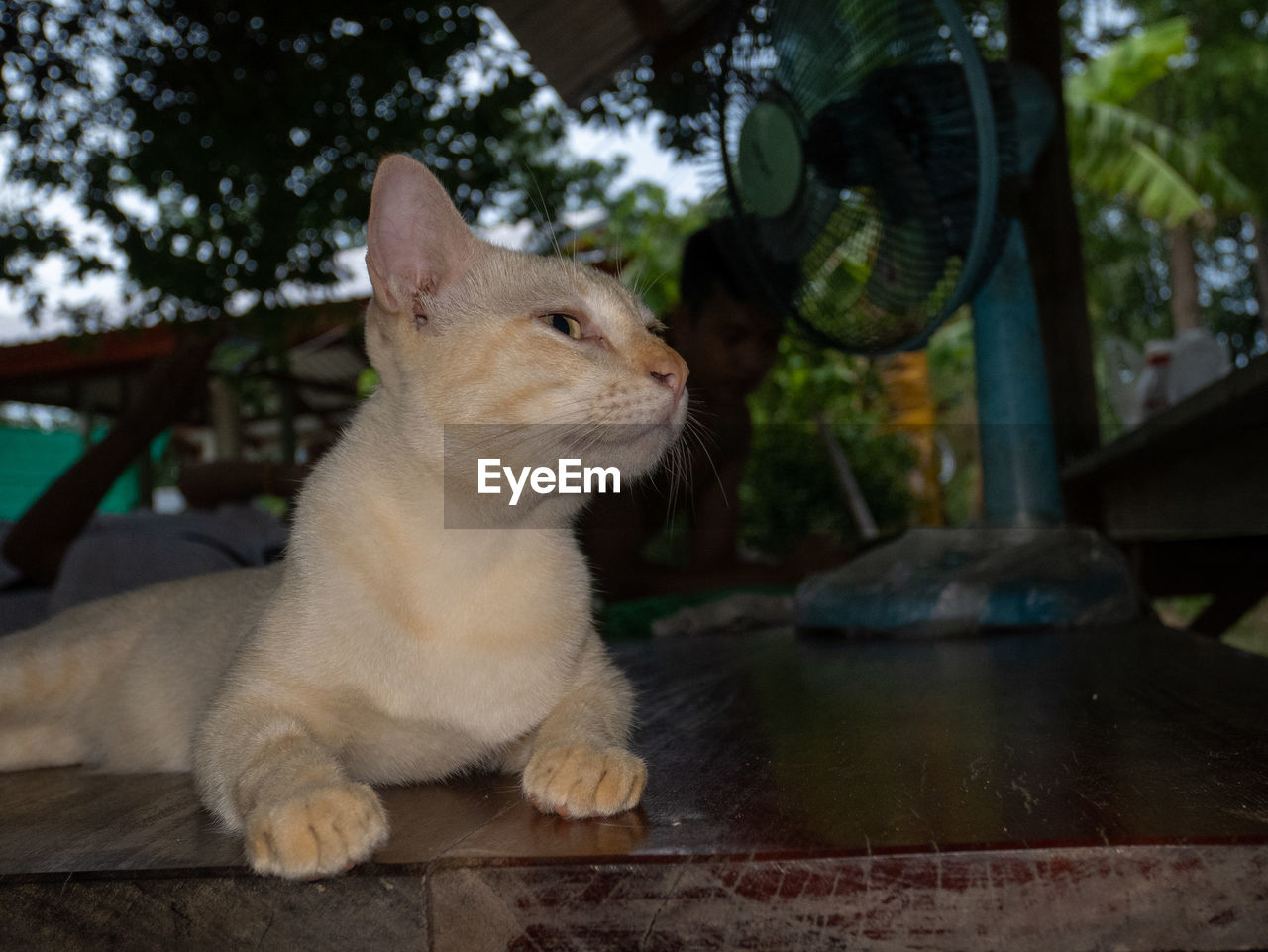 CLOSE-UP OF A CAT LOOKING AWAY OUTDOORS