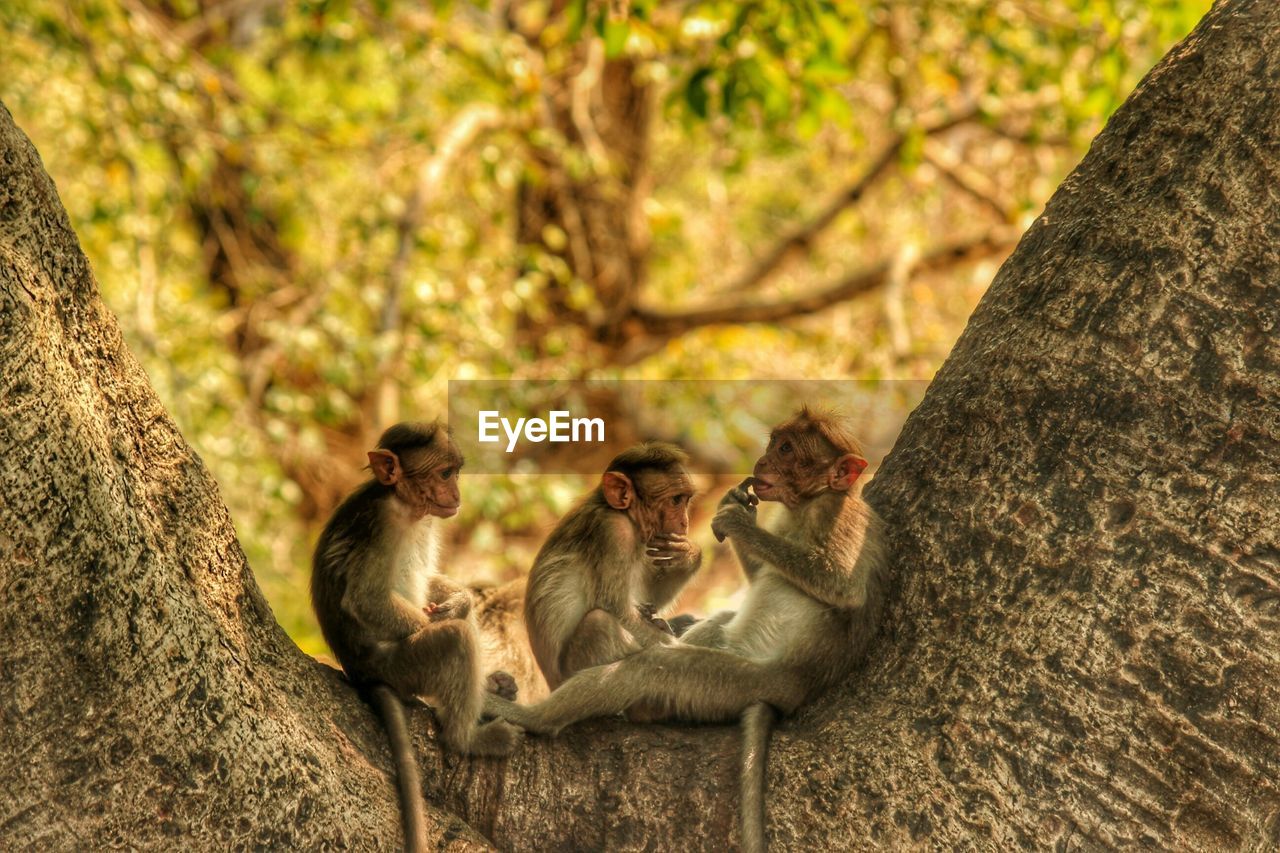 Monkeys relaxing on tree