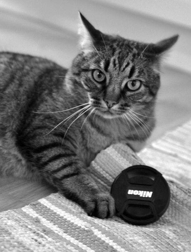 PORTRAIT OF CAT