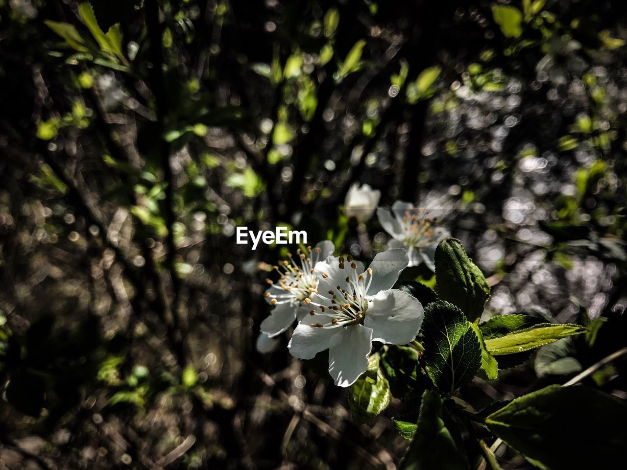 Close-up of flowers growing on tree