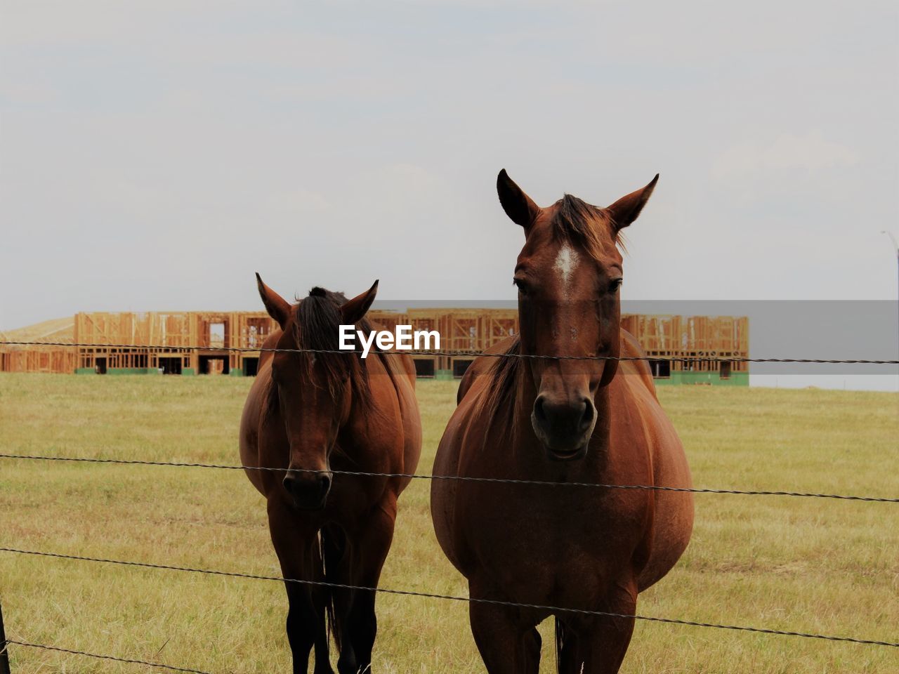 HORSE STANDING ON FIELD AGAINST SKY