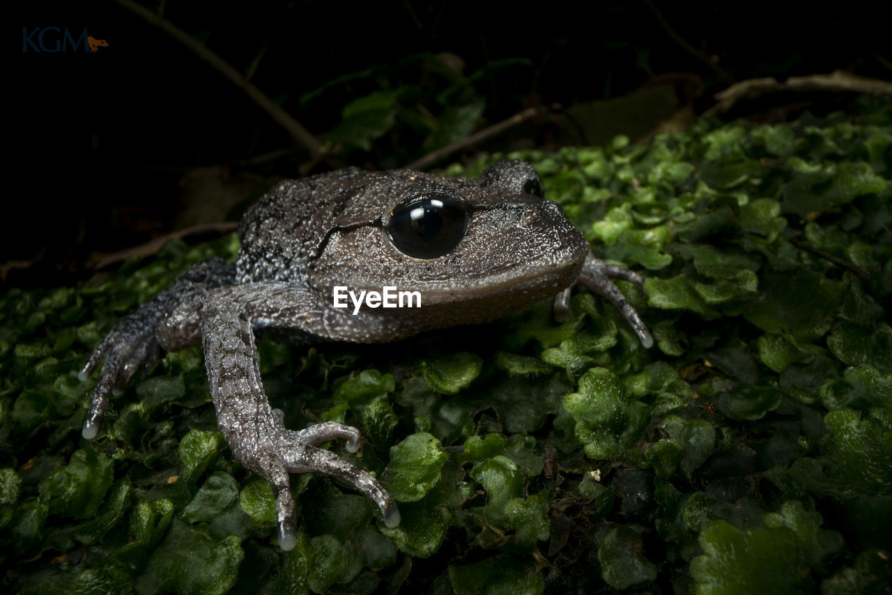 CLOSE-UP OF A LIZARD ON LEAF