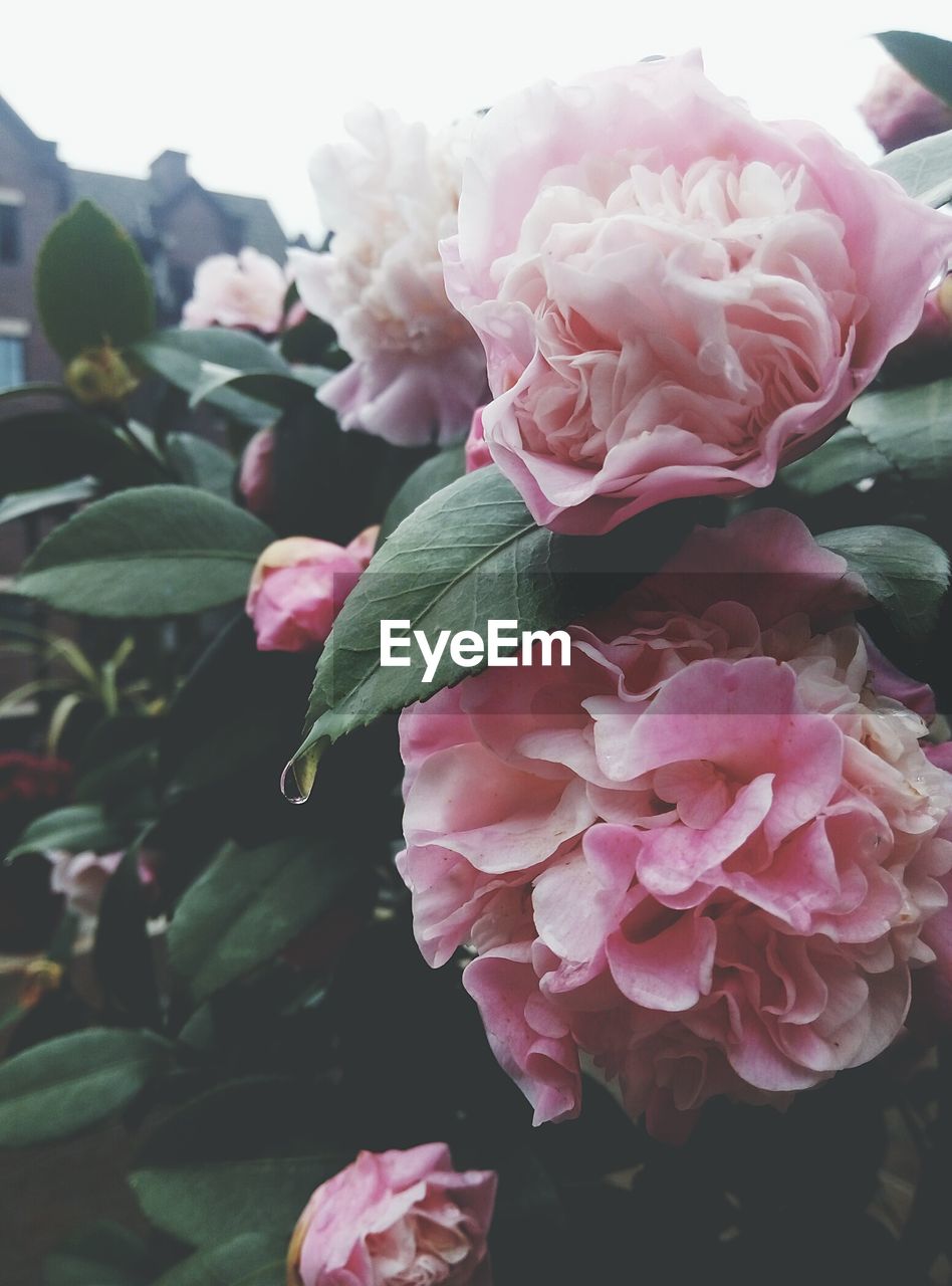 Close-up of pink rose blooming outdoors