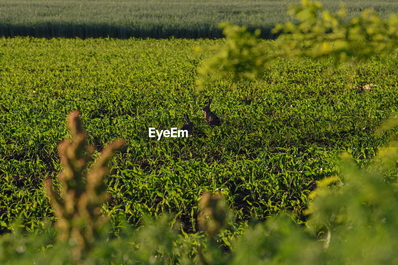 green, plant, field, flower, land, grass, agriculture, growth, grassland, landscape, environment, natural environment, crop, nature, meadow, rural scene, rapeseed, prairie, rural area, beauty in nature, day, farm, food and drink, food, outdoors, wildflower, selective focus, scenics - nature, no people, pasture, yellow, wetland, sunlight, vegetation, freshness, tree, tranquility