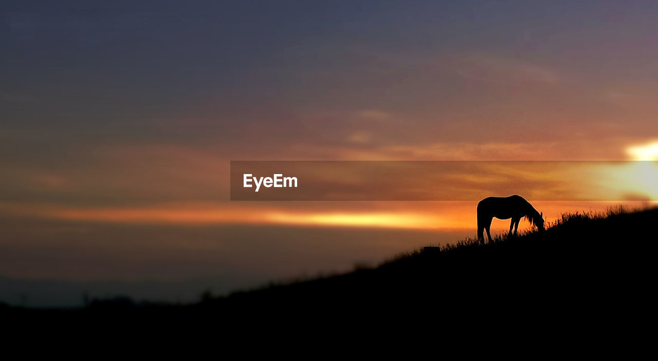 Silhouette horses on landscape against sky during sunset