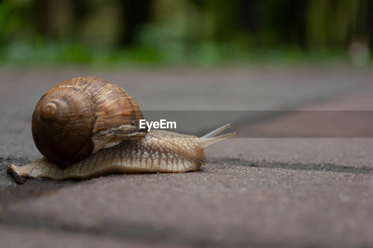 A large snail crawls on the sidewalk, spreading its horns.