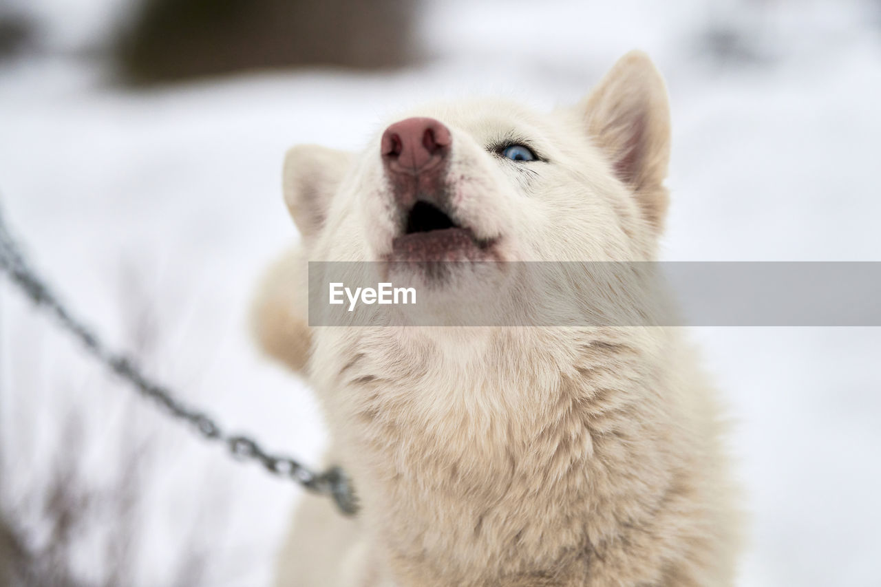 Husky sled dog face, winter background. siberian husky dog breed outdoor muzzle portrait
