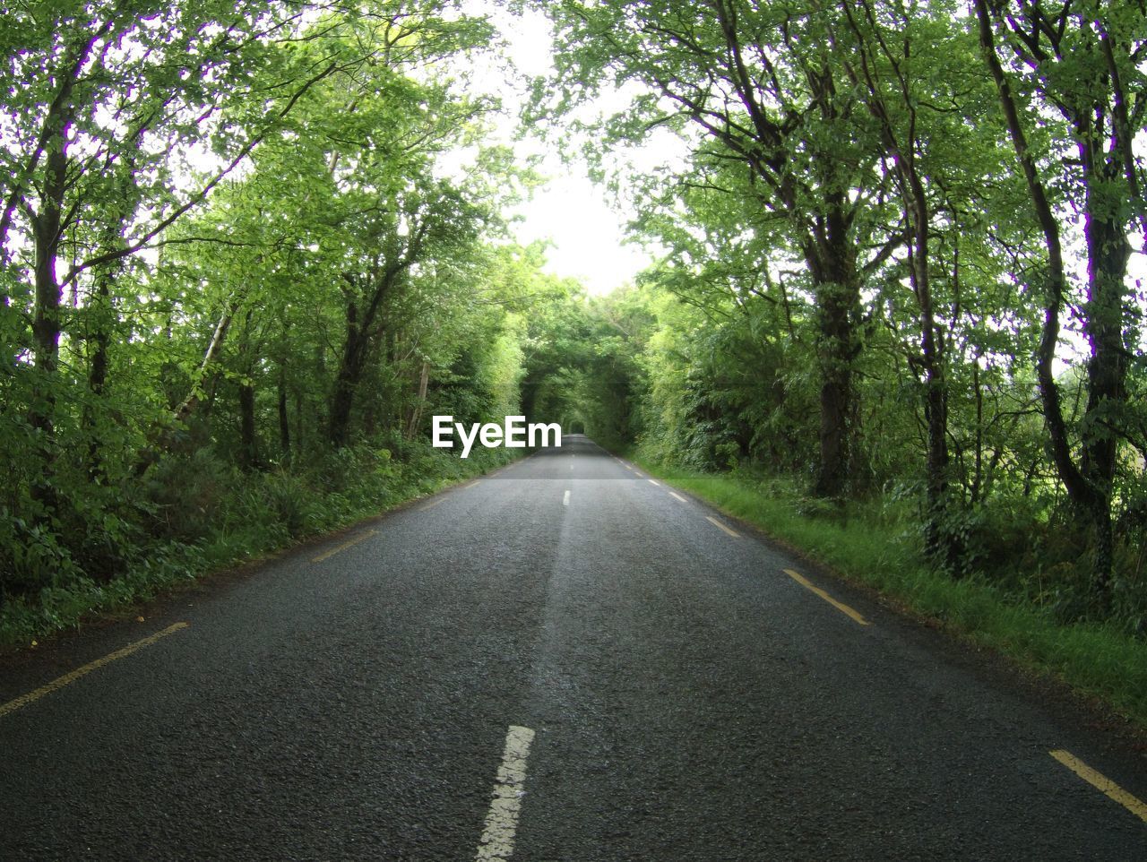 Road amidst trees in forest