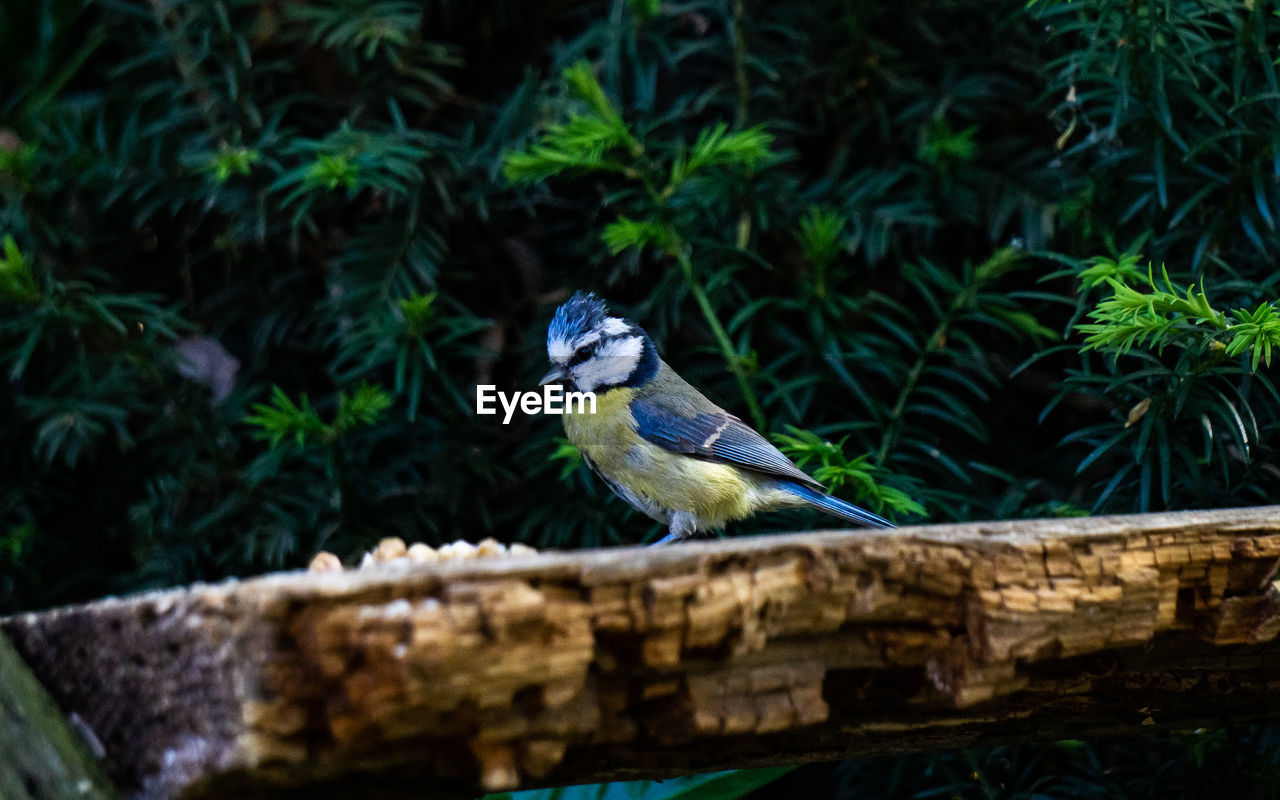 BIRD PERCHING ON WOOD