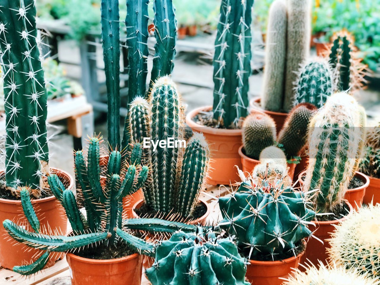 CLOSE-UP OF CACTUS