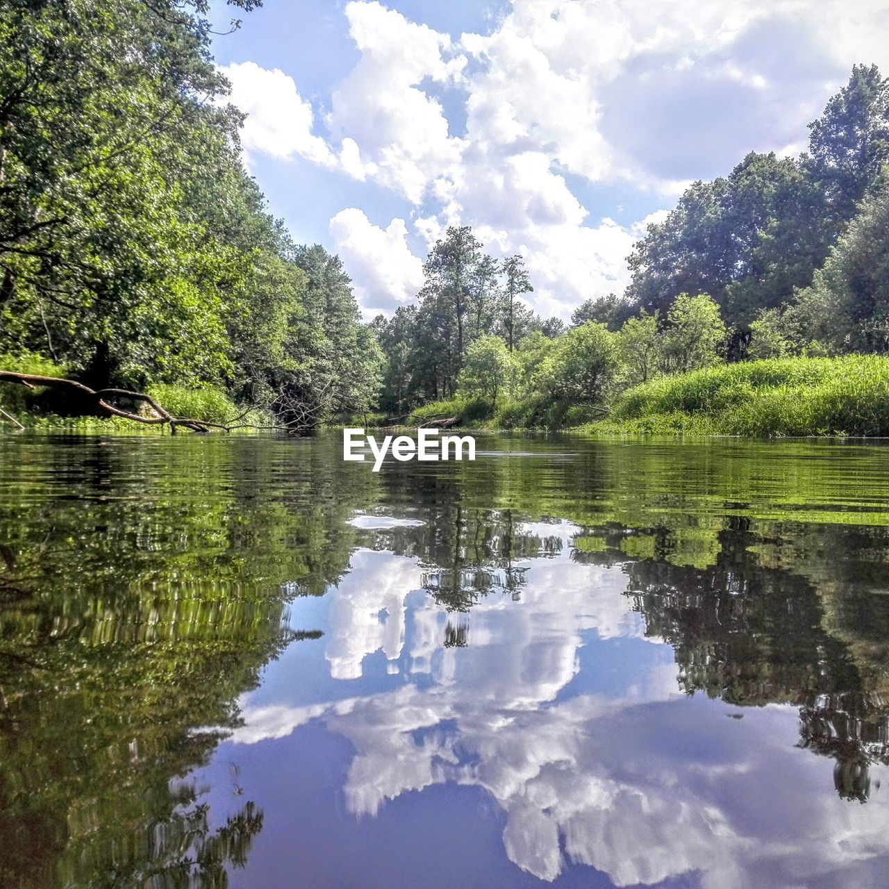 Reflection of trees in lake