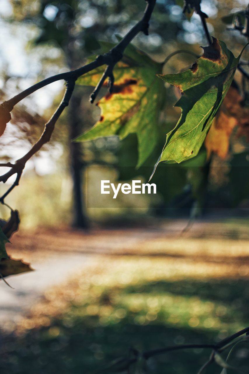 CLOSE-UP OF LEAVES ON TREE DURING AUTUMN