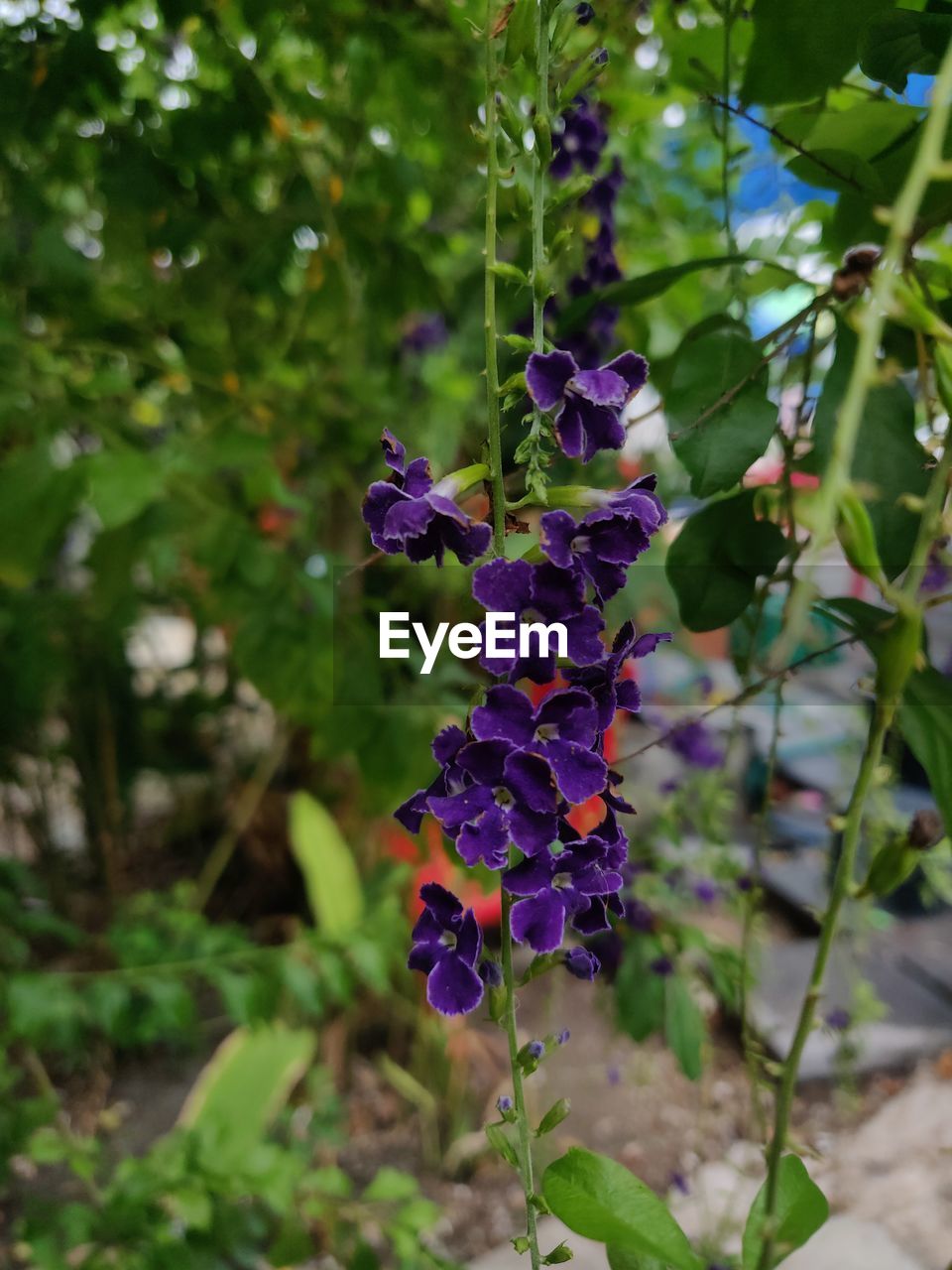 CLOSE-UP OF PURPLE FLOWERING PLANT IN BLOOM