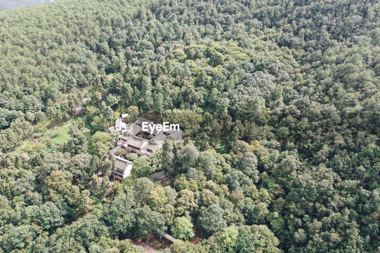 HIGH ANGLE VIEW OF TREES AND PLANTS IN FOREST