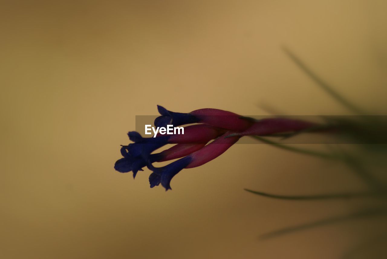 CLOSE-UP OF FLOWERS