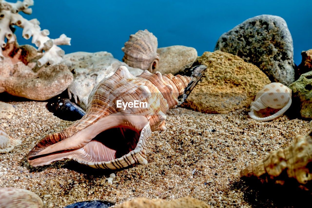 Pleuroploca trapezium or trapezium fascilarium seashell on a sand underwater