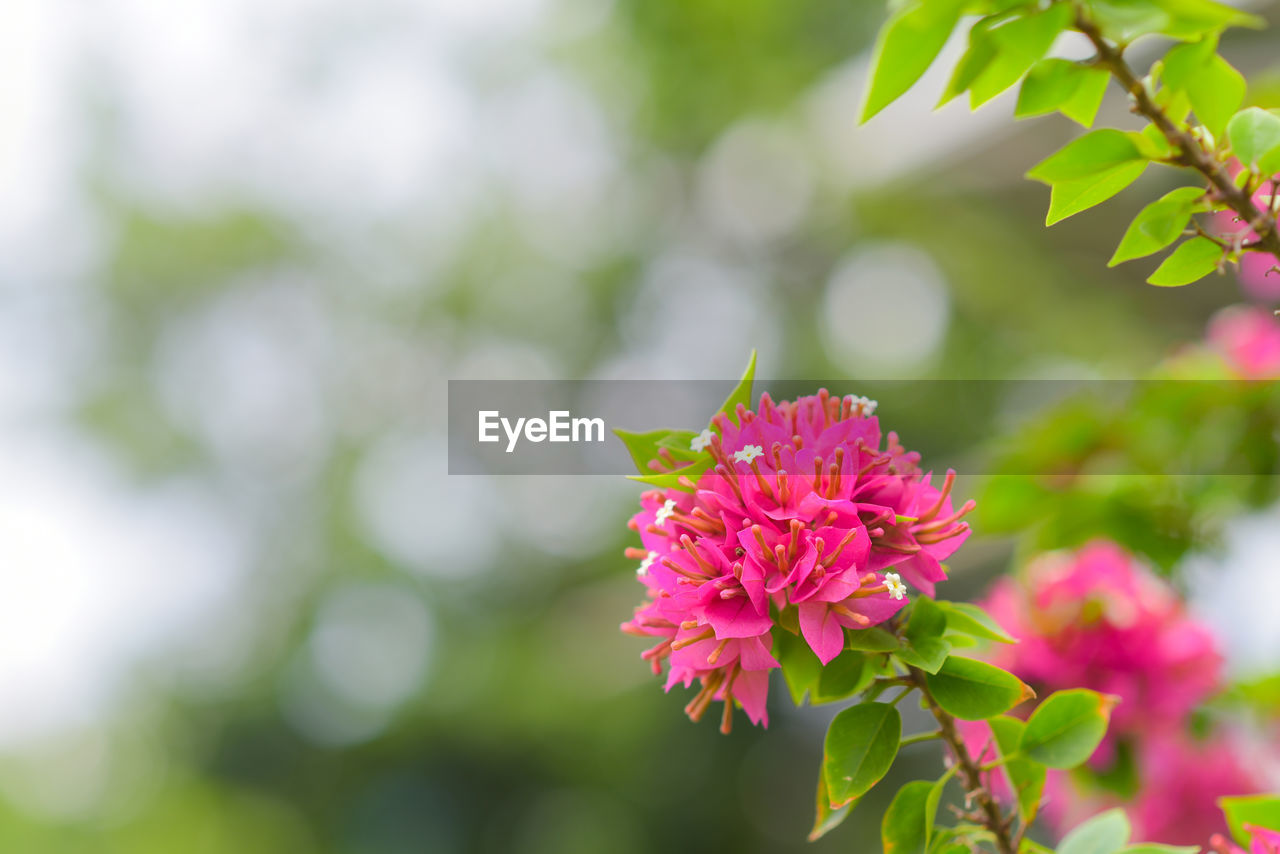 Pink bougainvillea flower on blurred nature background