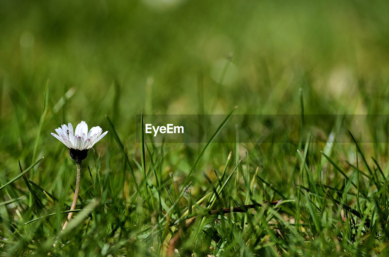 Close-up of a daisy