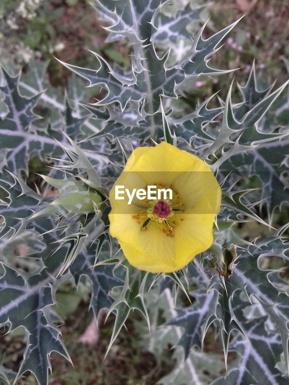 CLOSE-UP OF YELLOW FLOWER ON PLANT