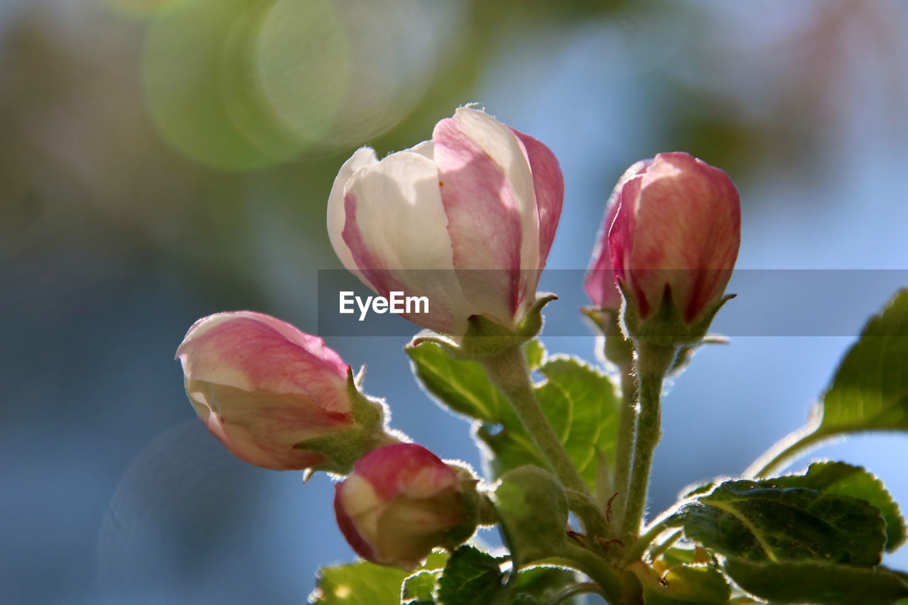 Close-up of pink apple blossom in sunlight