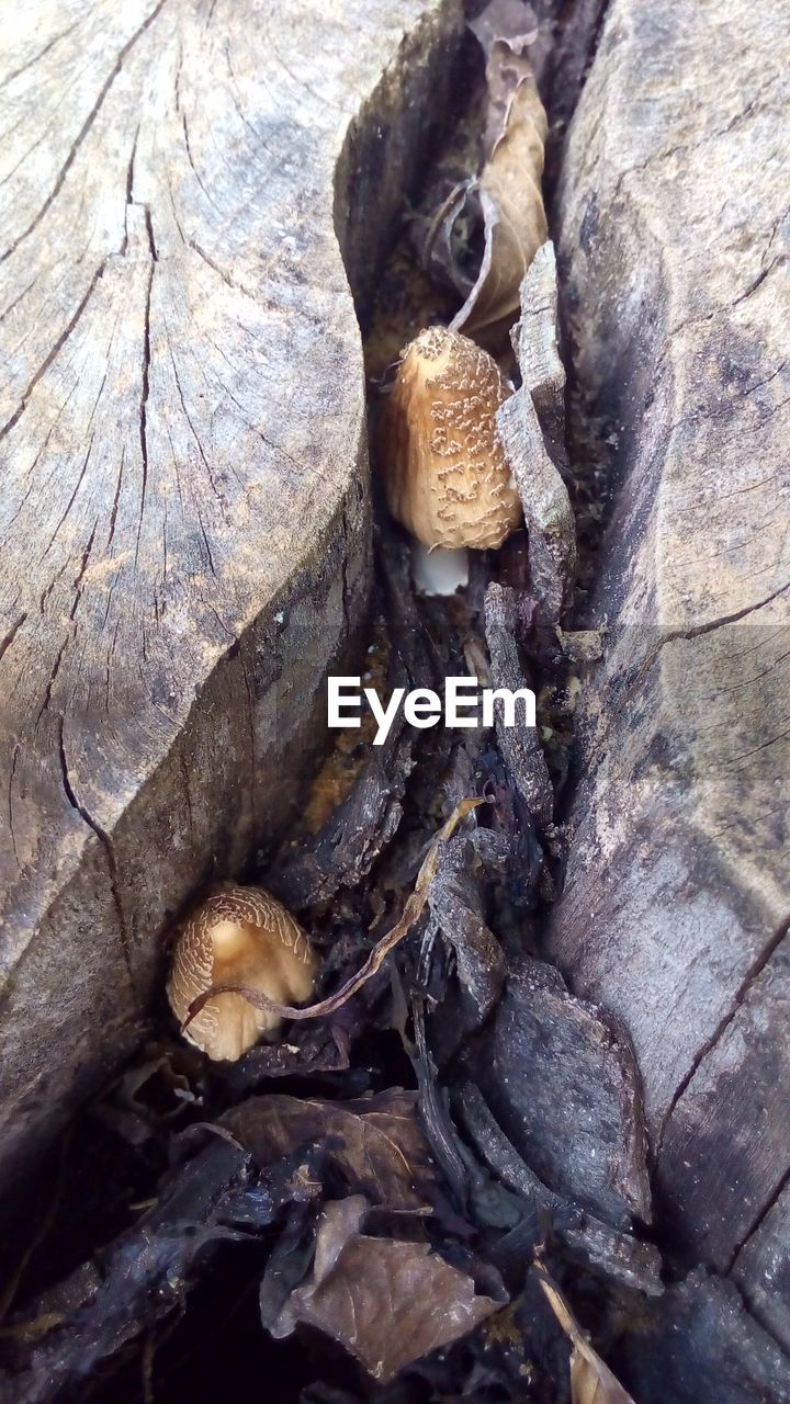 CLOSE-UP OF MUSHROOMS ON ROCK