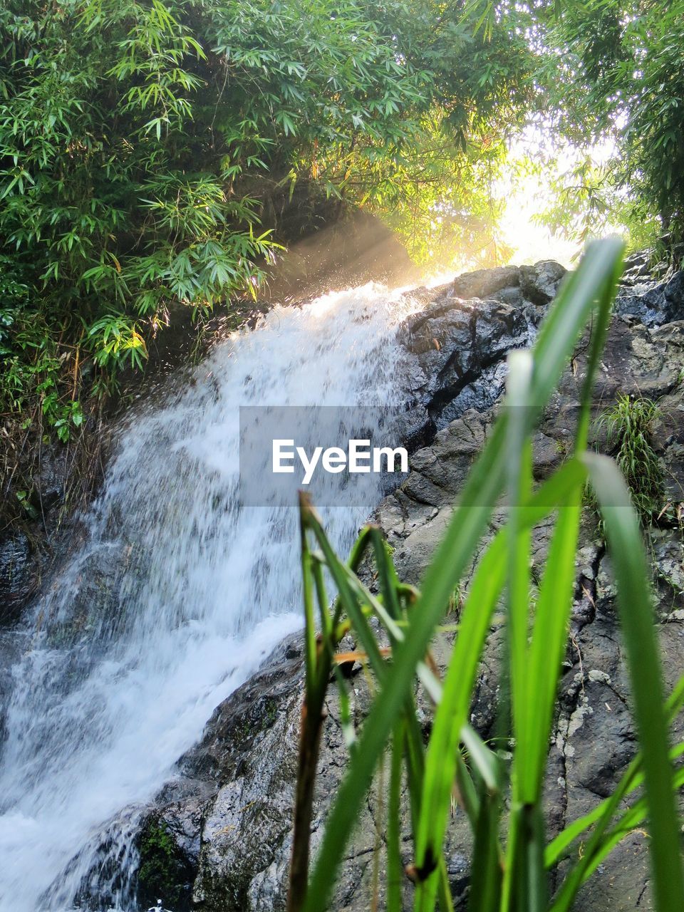 Scenic view of waterfall in forest