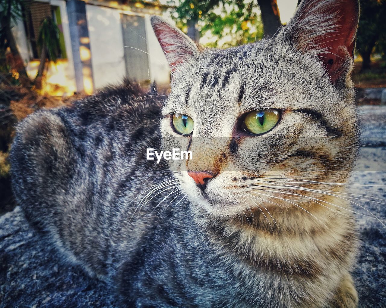 Close-up portrait of a cat