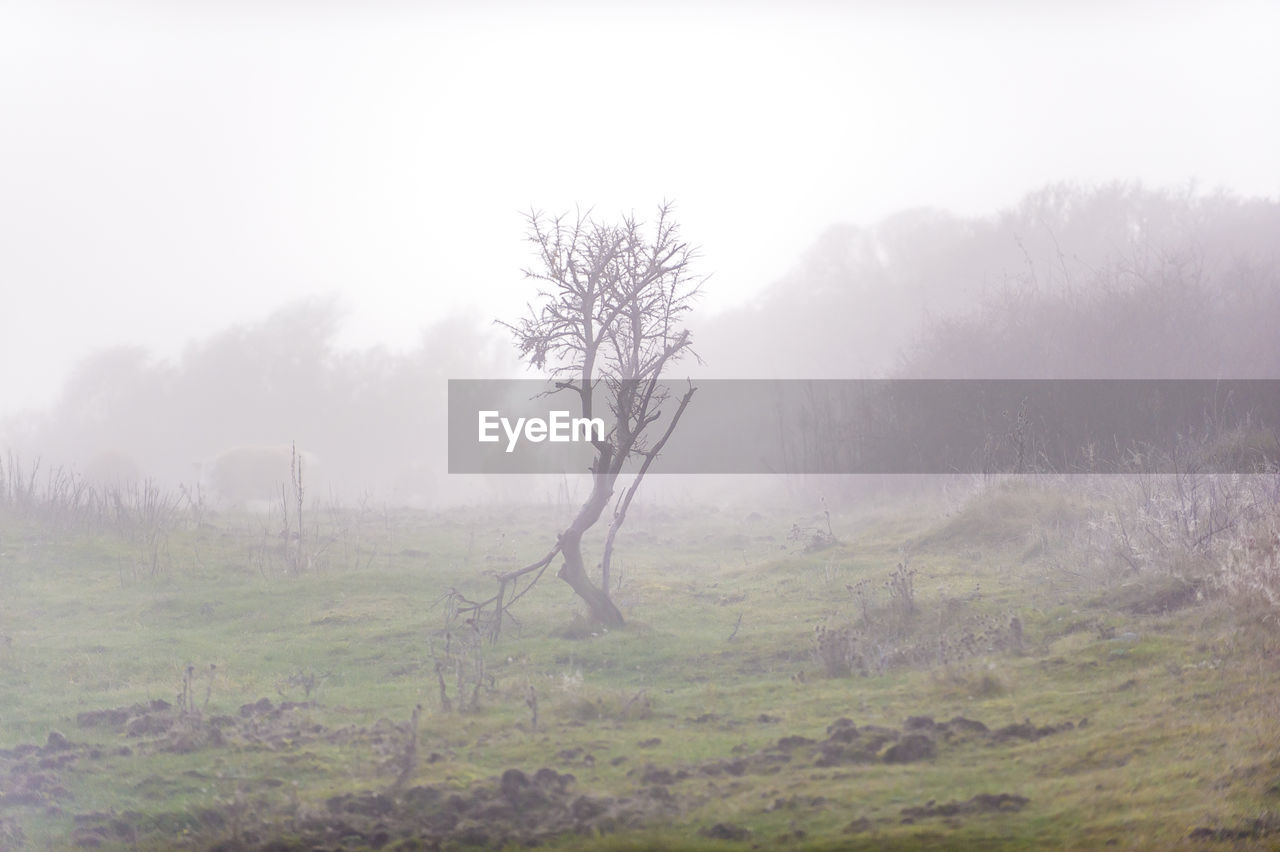 Bare tree in fog on landscape against sky
