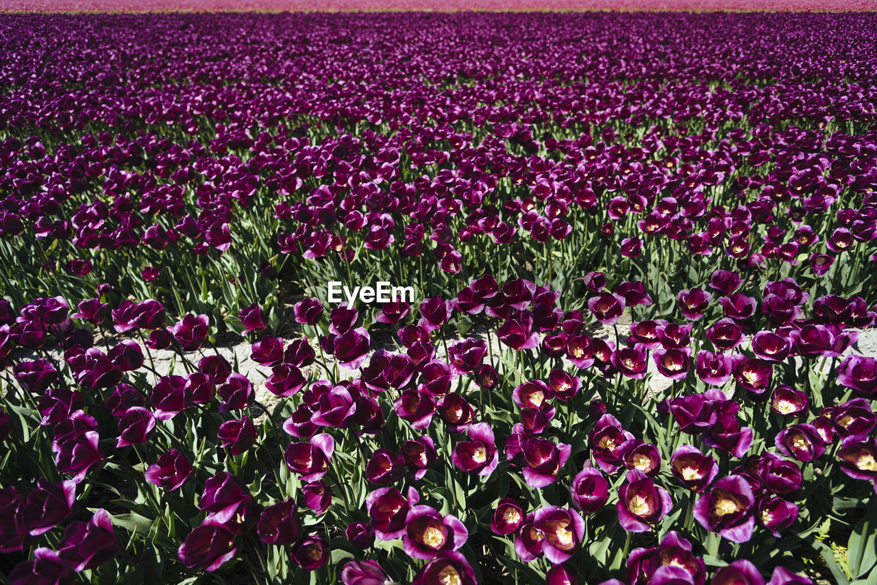 Full frame shot of tulips blooming outdoors