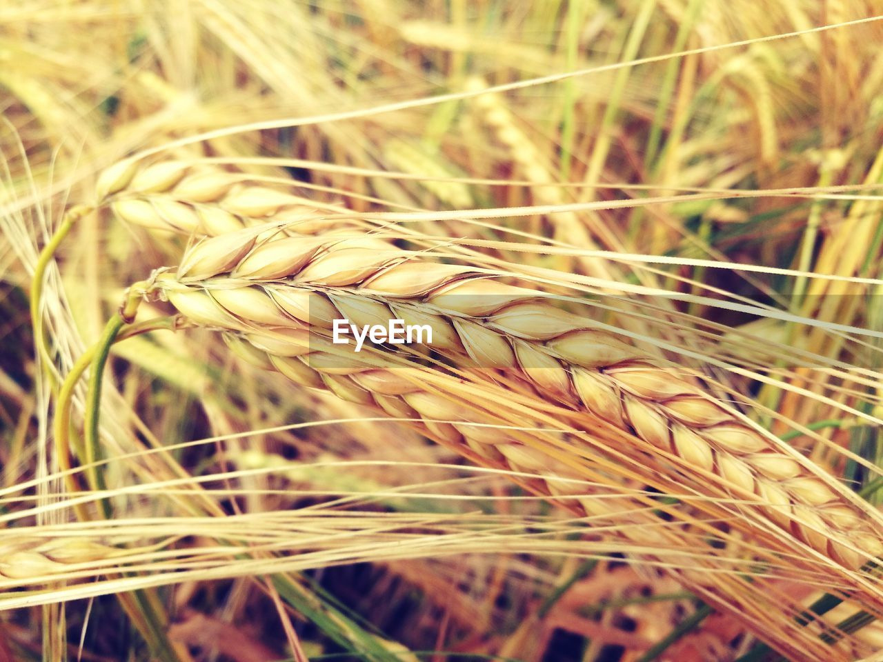 Close-up of wheat growing in field