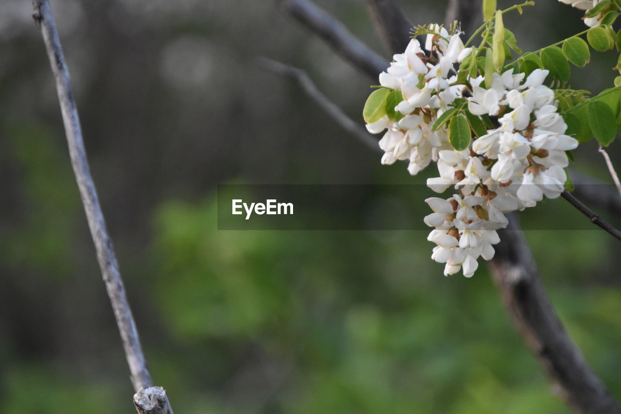 CLOSE-UP OF WHITE FLOWERING TREE