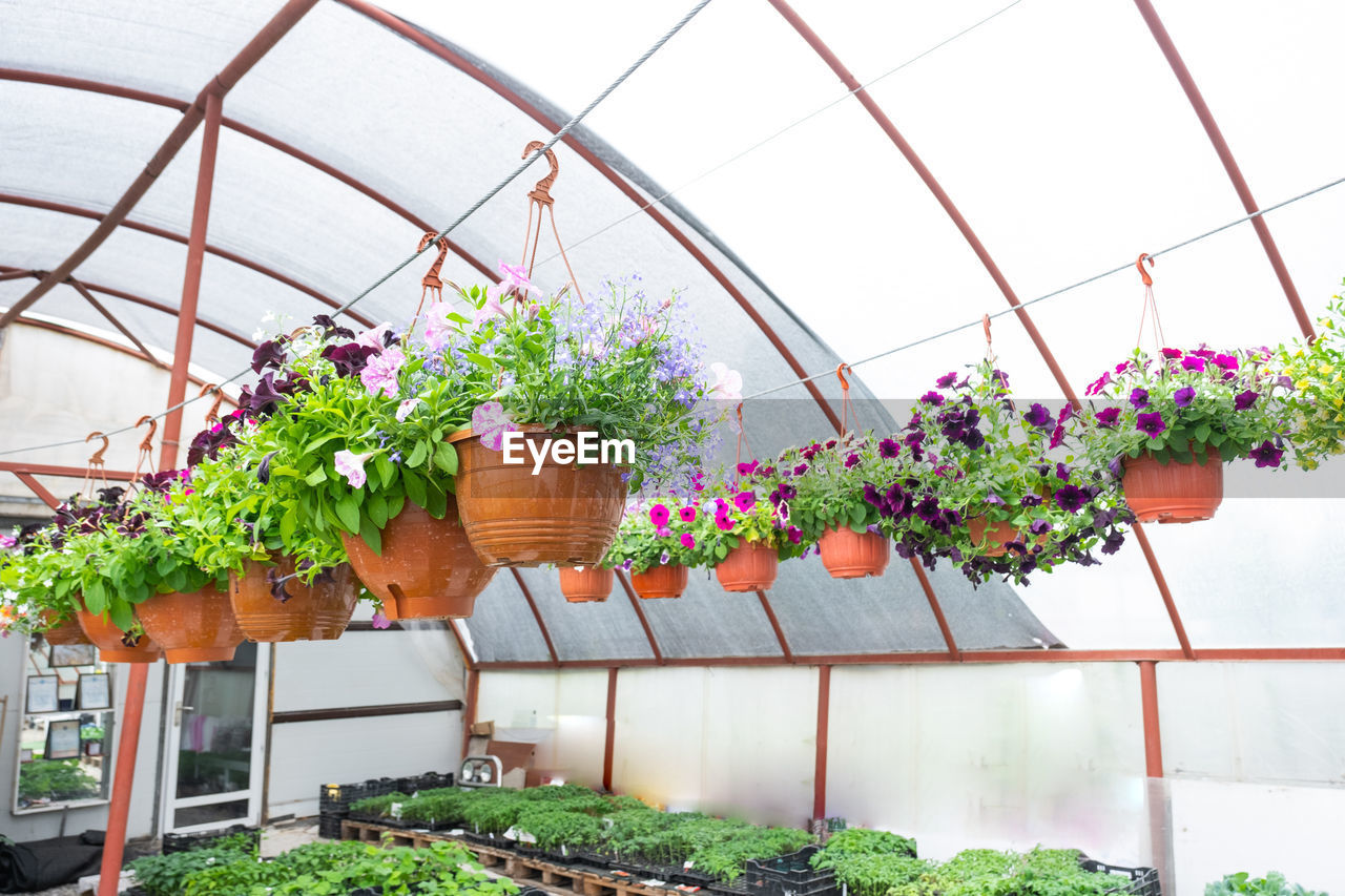 low angle view of potted plant in greenhouse