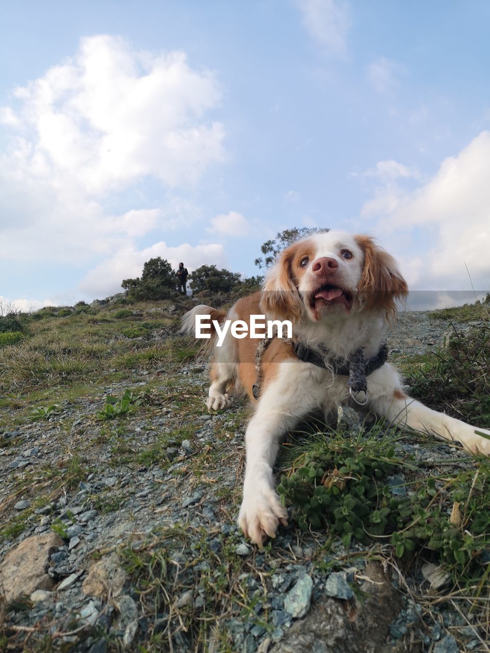 Dog in the green 