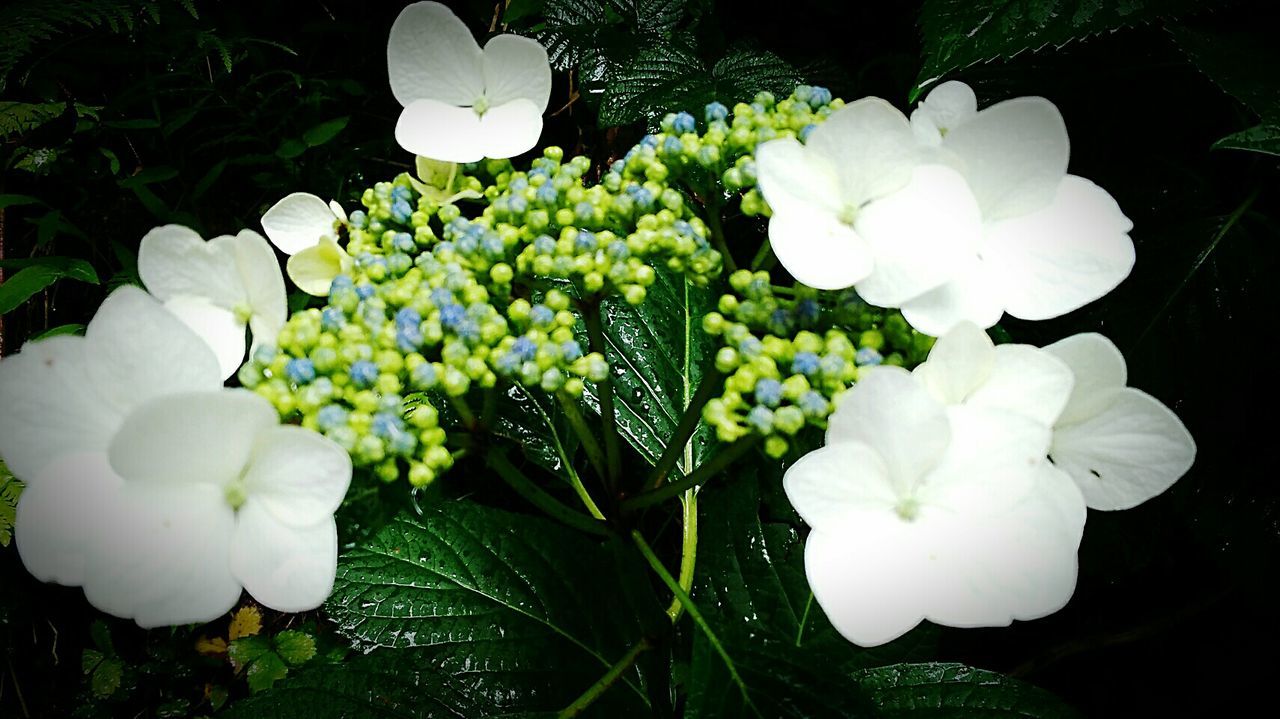 CLOSE-UP OF WHITE FLOWERS BLOOMING OUTDOORS