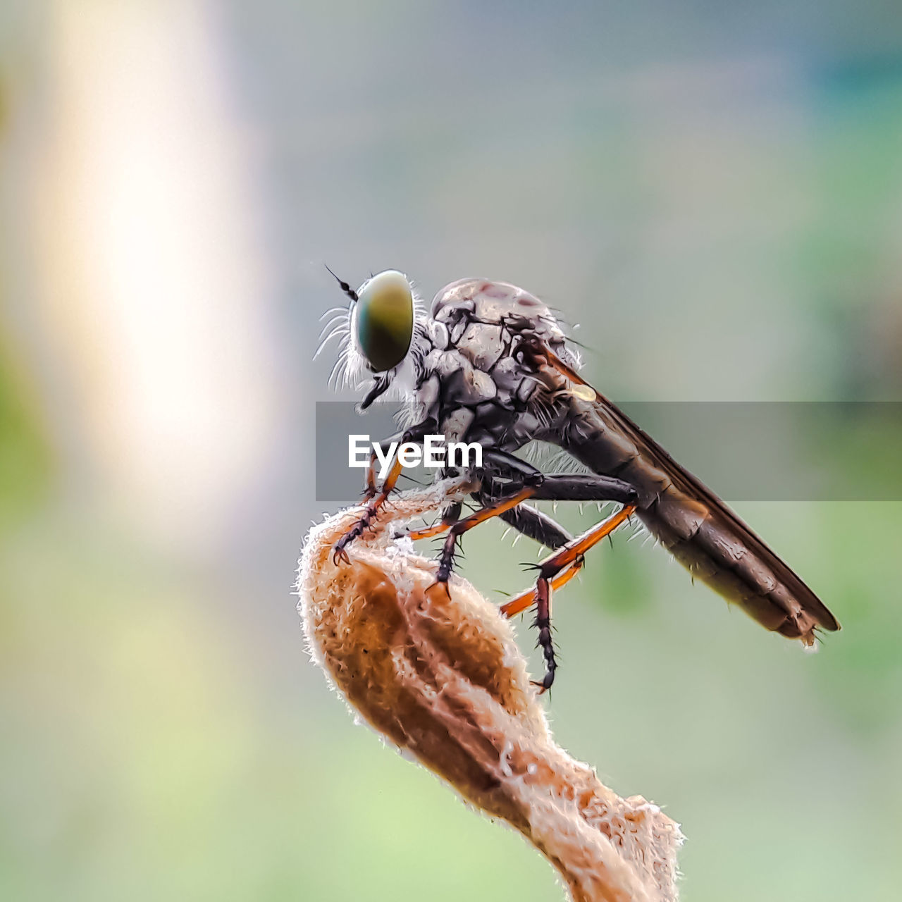 CLOSE-UP OF FLY ON A PLANT