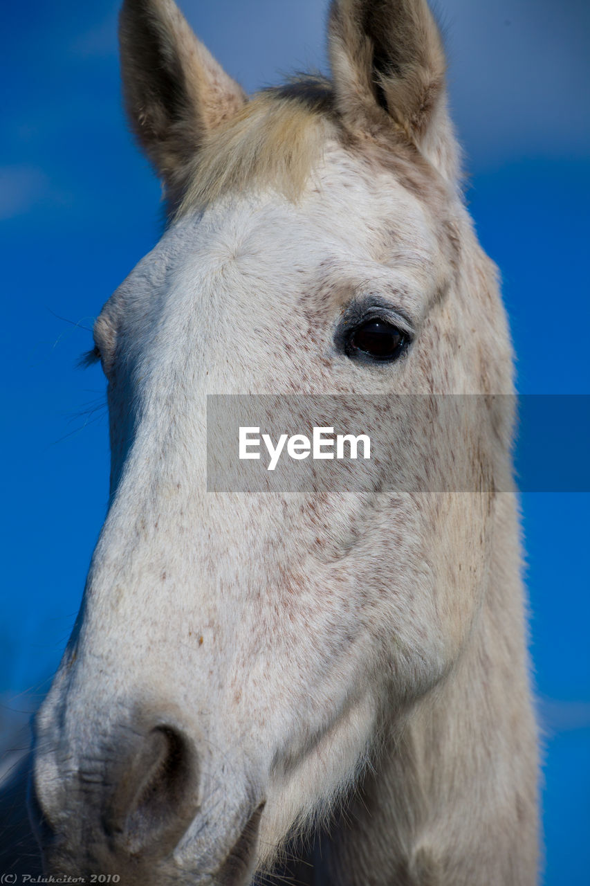 Close-up of a horse