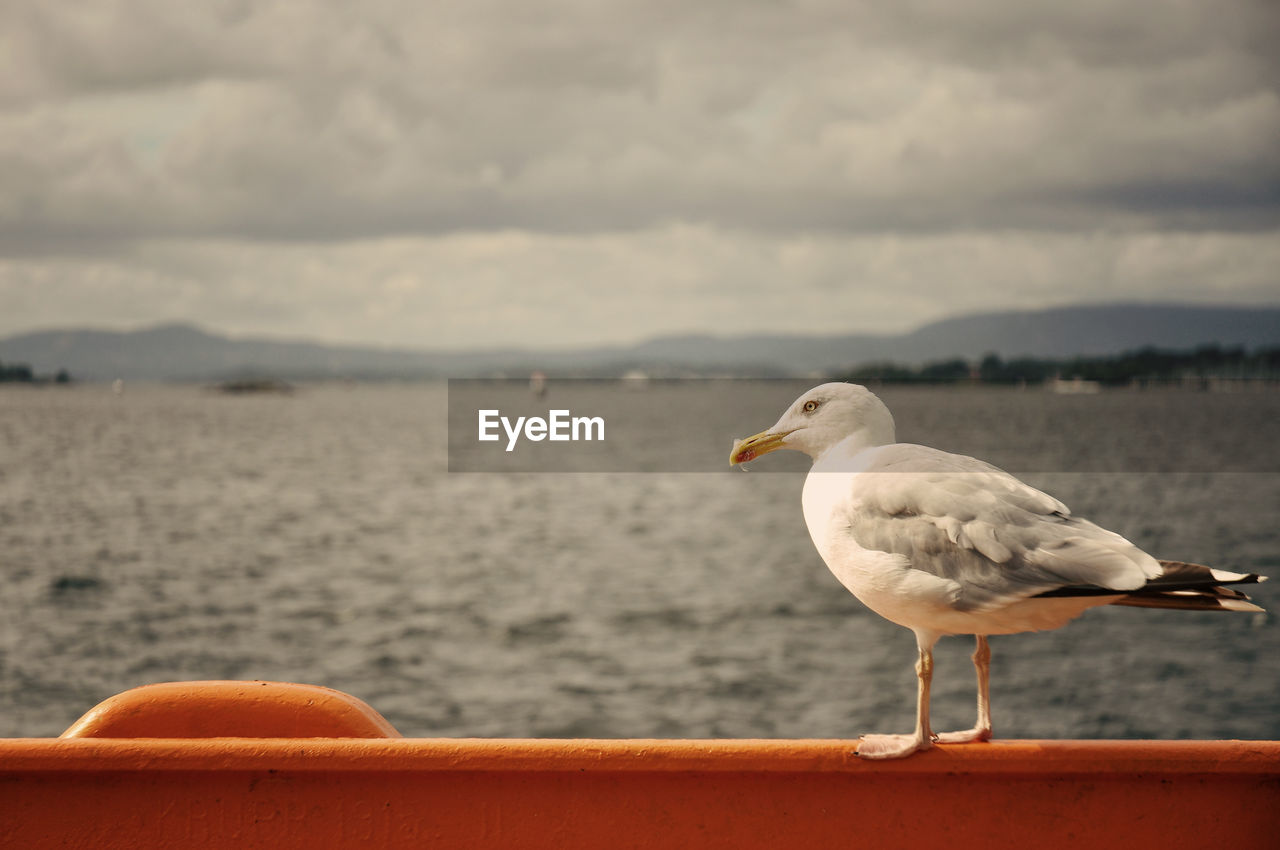 Seagull perching on a sea
